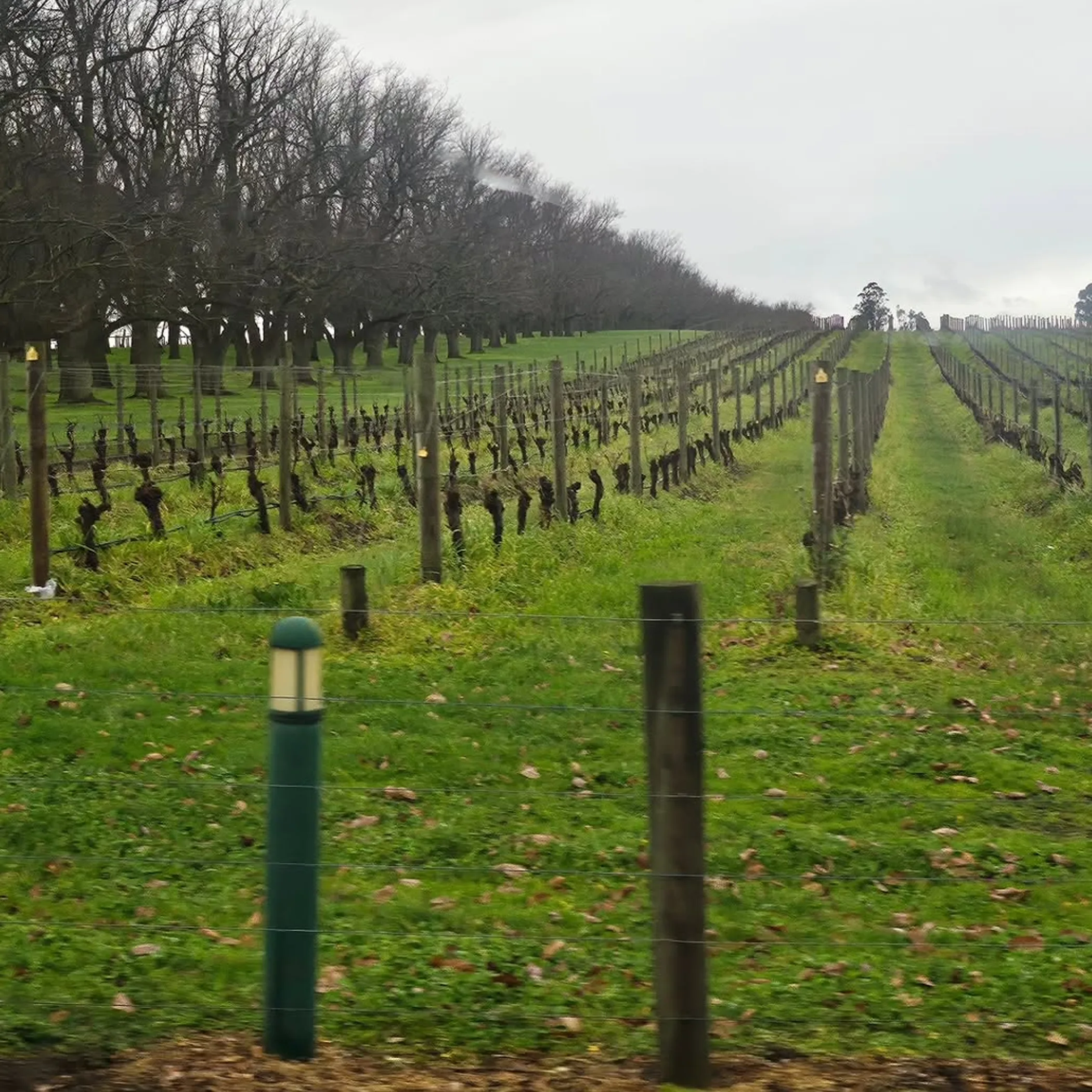 well-lit yarra valley vineyard scene