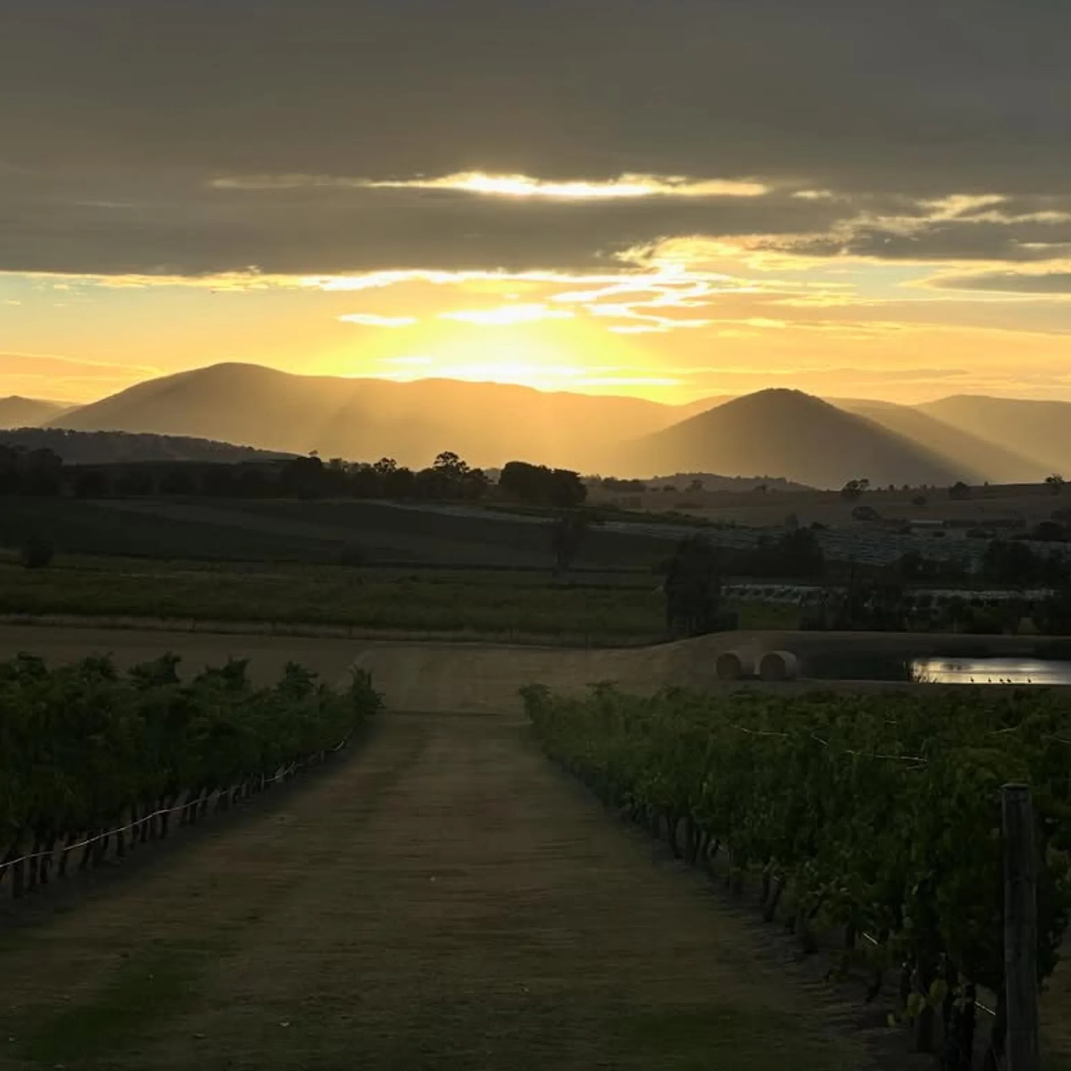 vineyard landscape at sunrise